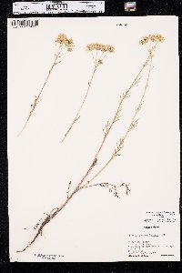 Hymenopappus scabiosaeus image