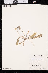 Image of Hyoseris radiata