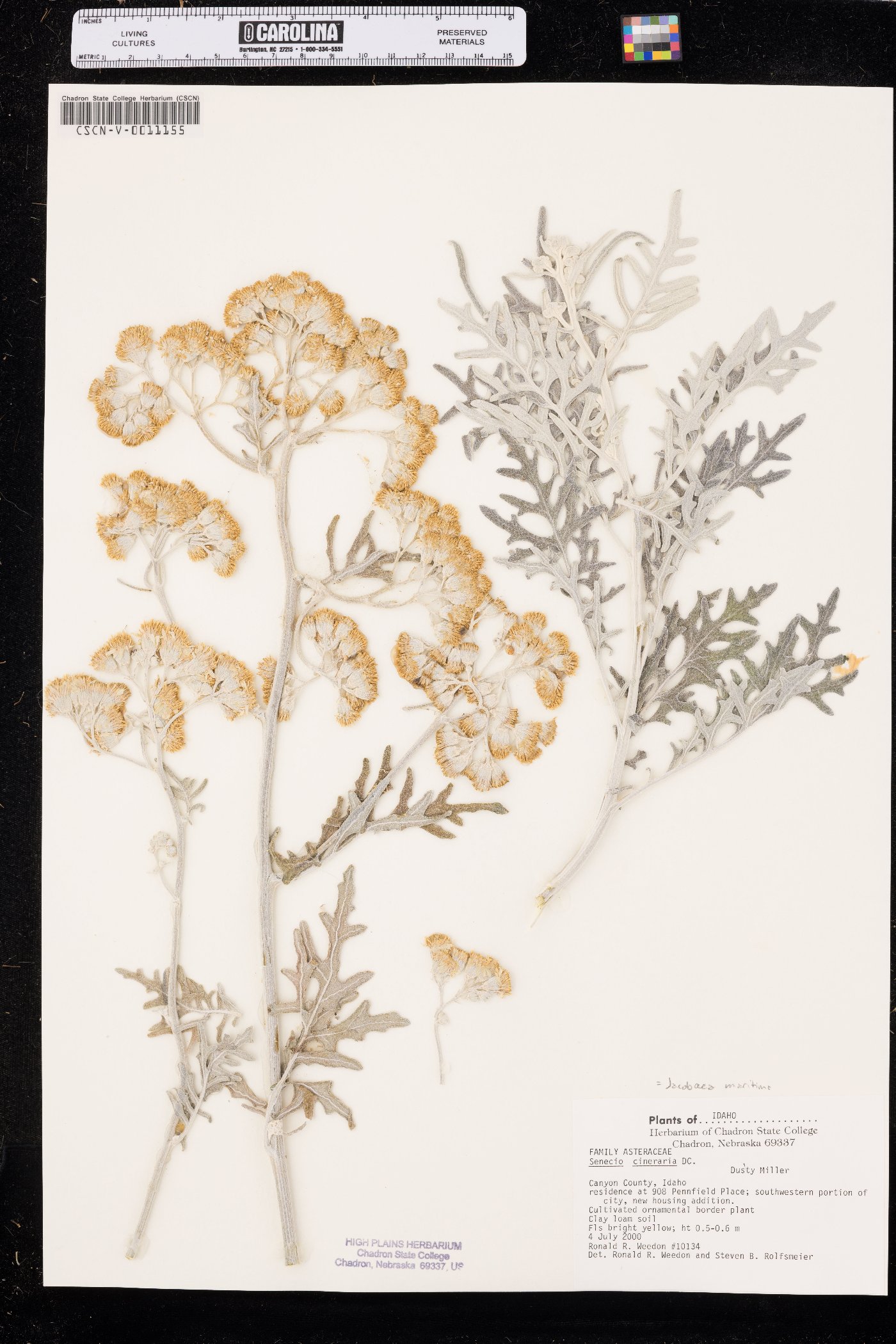 Jacobaea maritima image