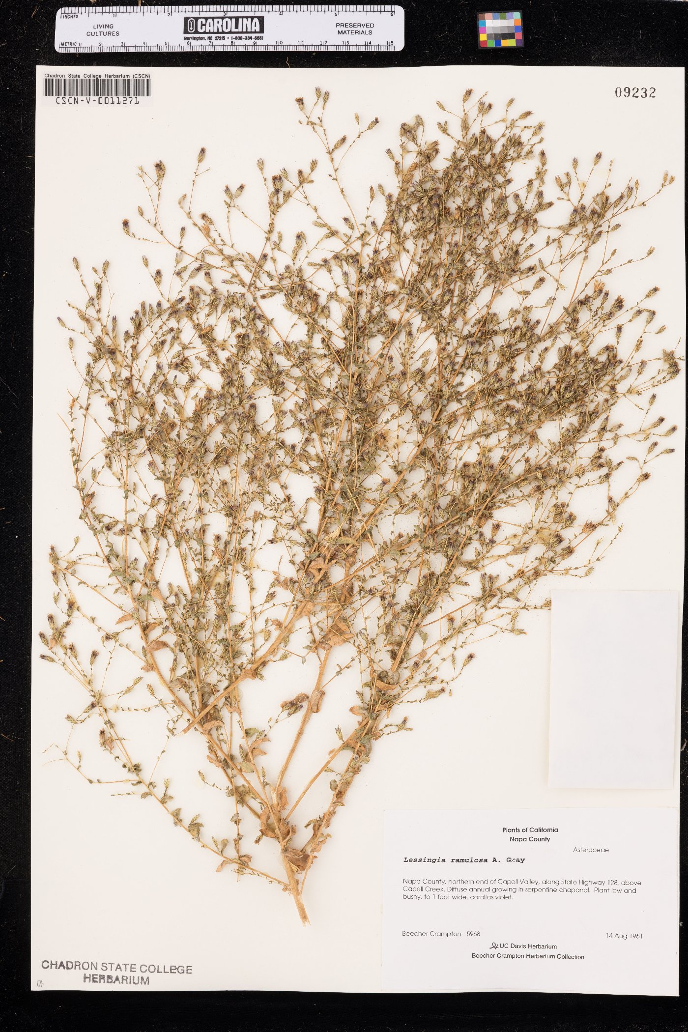 Lessingia ramulosa image