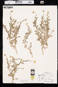 Image of Leucanthemum paludosum