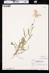 Leucanthemum maximum image