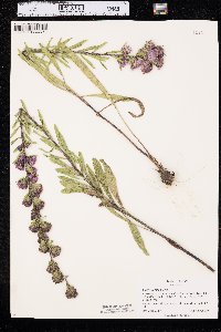 Liatris aspera image