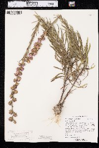 Liatris aspera image