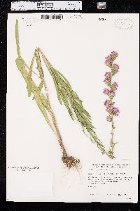 Liatris aspera image