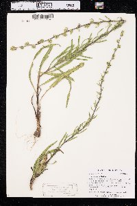 Liatris aspera image