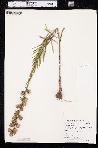 Liatris aspera image