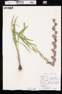 Liatris aspera image