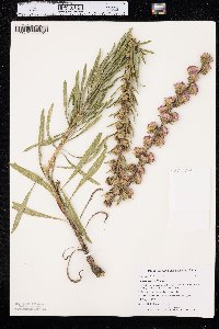 Liatris aspera image