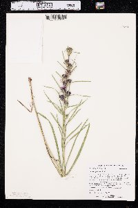 Liatris glabrata image