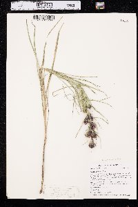 Liatris glabrata image