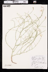 Lygodesmia juncea image