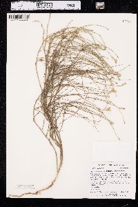 Lygodesmia juncea image