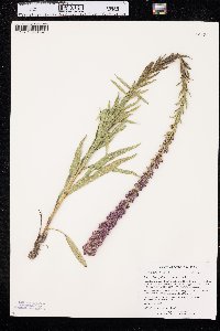 Liatris lancifolia image