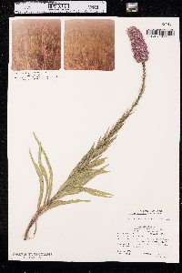 Liatris lancifolia image