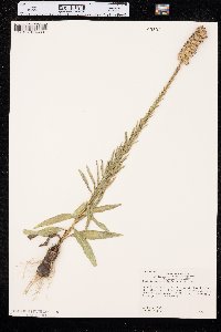 Liatris lancifolia image