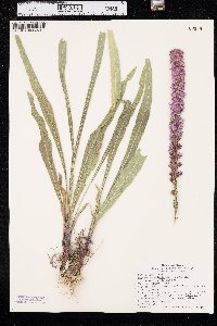 Liatris lancifolia image