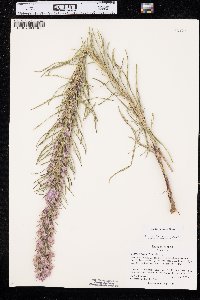 Liatris punctata image