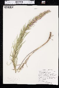 Liatris punctata image