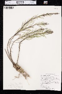 Liatris punctata image