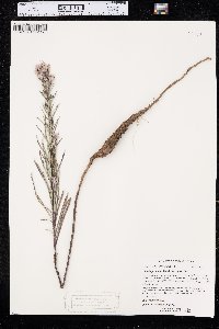 Liatris punctata var. punctata image