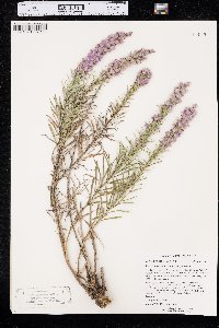 Liatris punctata image