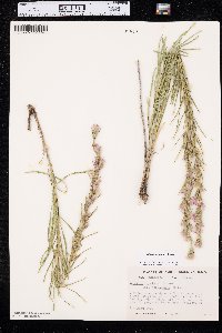 Liatris punctata image