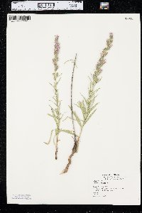 Liatris punctata image