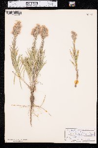 Liatris punctata image