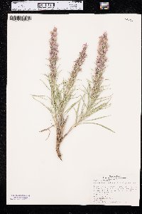 Liatris punctata image