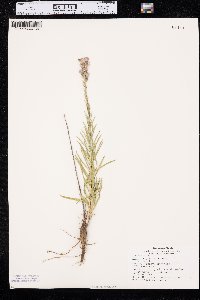 Liatris punctata image