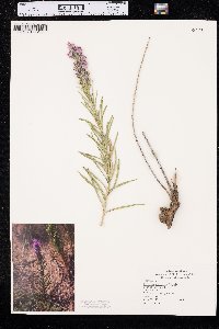 Liatris punctata image