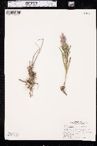 Liatris punctata image