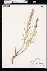 Liatris punctata image