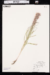 Liatris punctata image