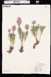 Liatris punctata image