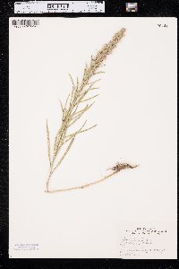 Liatris punctata image