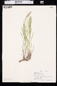 Liatris punctata image