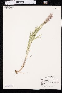 Liatris punctata image