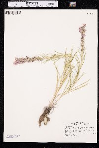 Liatris punctata image