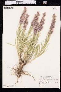 Liatris punctata image