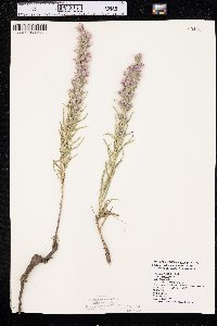 Liatris punctata image