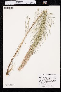 Liatris punctata image