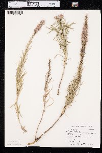 Liatris punctata image