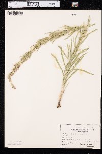 Liatris punctata image