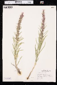 Liatris punctata image