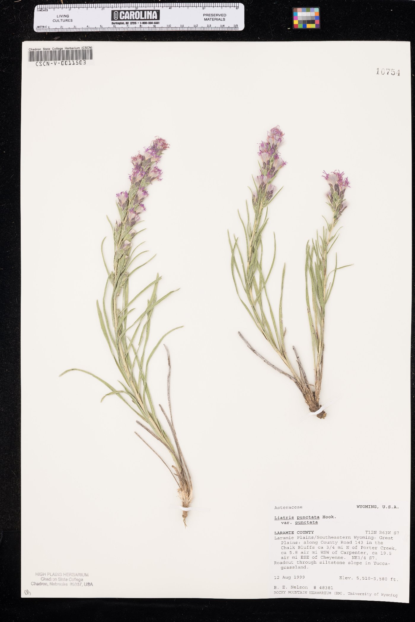 Liatris punctata var. punctata image