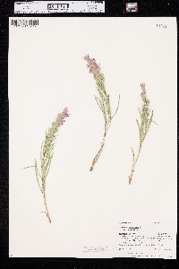 Liatris punctata image