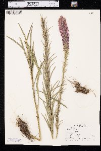 Liatris pycnostachya image