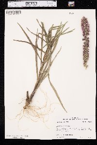 Liatris pycnostachya image